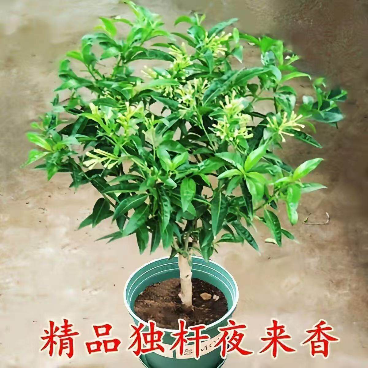 夜来香花树苗夜来香盆栽花卉植物室内驱蚊花苗浓香夜来香四季开花