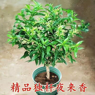 夜来香盆栽驱蚊浓香四季开花