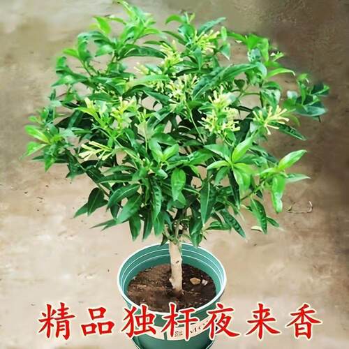 夜来香盆栽驱蚊浓香四季开花