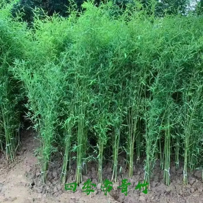竹子苗青竹四季常青耐寒抗冻庭院绿化观赏造景北方室内盆栽植物树