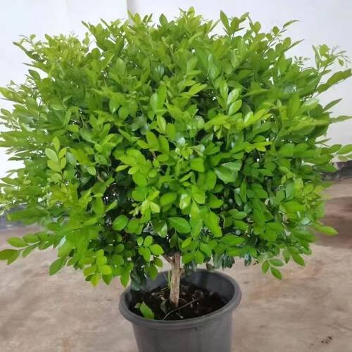 驱蚊独杆九里香盆栽花四季开花