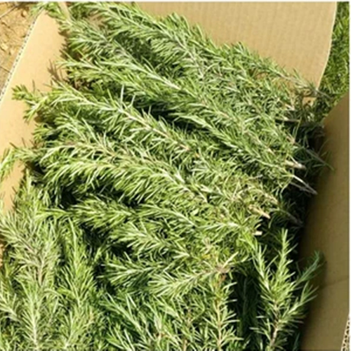 新鲜迷迭香采摘中 做纯露精油选用马迷 烤牛排西餐香料桉油醇