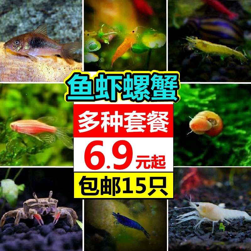 观赏虾螺套餐水族淡水宠物活体鱼缸除藻樱花极火黄金米水晶虾壹