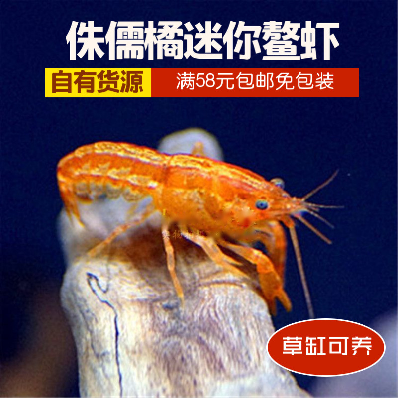 迷你小型侏儒橘螯虾草缸虾水族特萨努观赏虾活体宠物虾双带满包邮|ruв категории животное/Животное питание и принадлежностей, аквариум мира, креветки - от Buy2taobao.com для оказания профессиональной услуги покупки агента Taobao