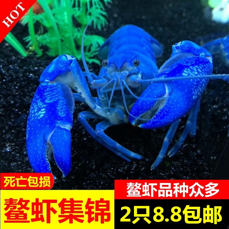 观赏虾水族淡水宠物活体佛蓝白橘鳌虾龙纹人工天空蓝魔小龙虾包邮