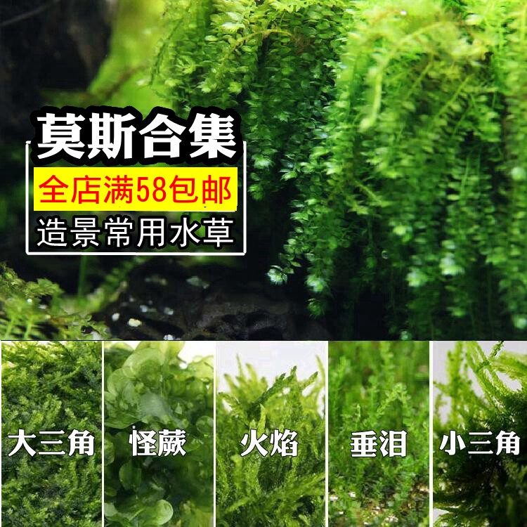 莫斯水草活体三角火焰垂泪moss莫丝网片鱼缸造景水草懒人沉木莫斯