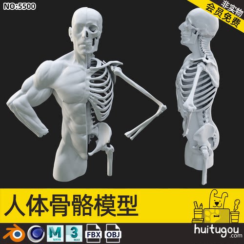 【5500】C4D人体肌肉骨骼模型MAYA人物肢体骨架解剖OBJ建模3D素材