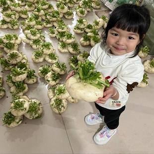 温州特产农家新鲜盘菜头 扁萝卜大头菜 盘菜5/10斤装多省中通包邮