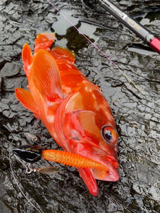 日本根钓软饵3.7寸9.4厘米T尾海水路亚假饵大根海鲈德州铅头钩