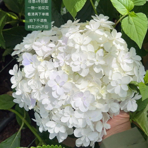 832紫笔画
