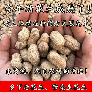 （老人坚持在种的老品种带壳土花生）山西农家老式生花生干花生
