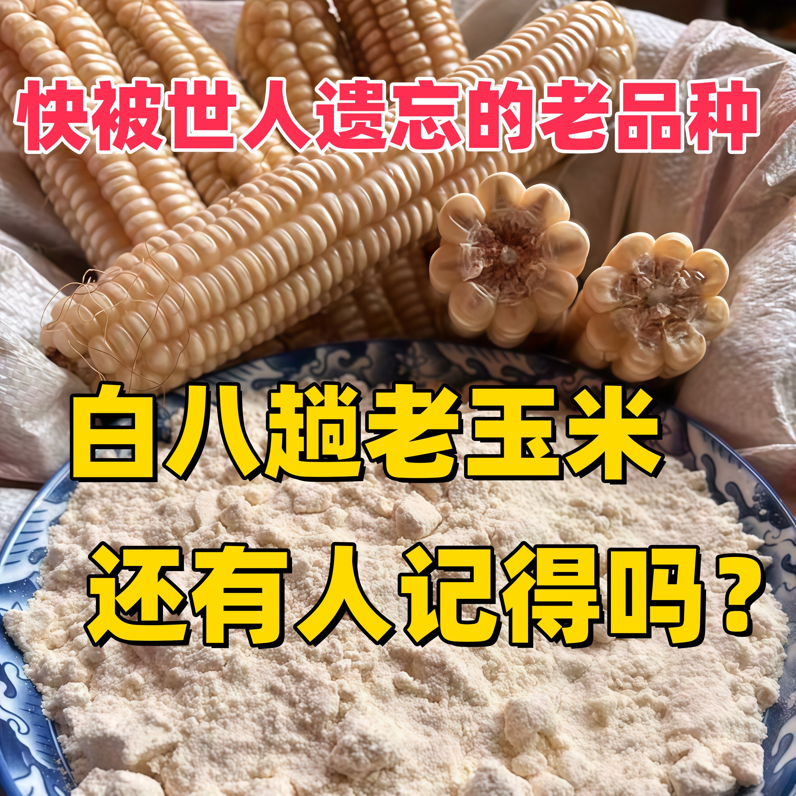 （老人坚持在种的老品种白马牙玉米）六七十年代老式玉米白八趟