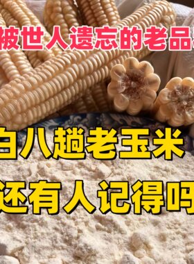 （老人坚持在种的老品种白马牙玉米）六七十年代老式玉米白八趟