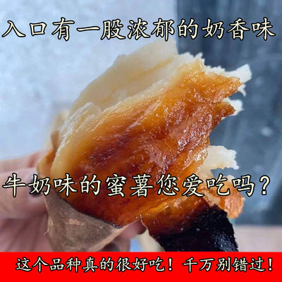 奶甜奶甜的，特别好吃！（奶香气扑鼻）冰糖心哈蜜红薯老品种白心