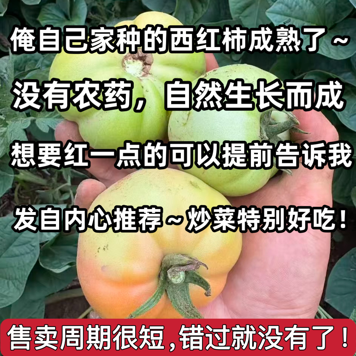 (在采摘50单,今年就卖完了)山西农家自种老品种西红柿新鲜番茄