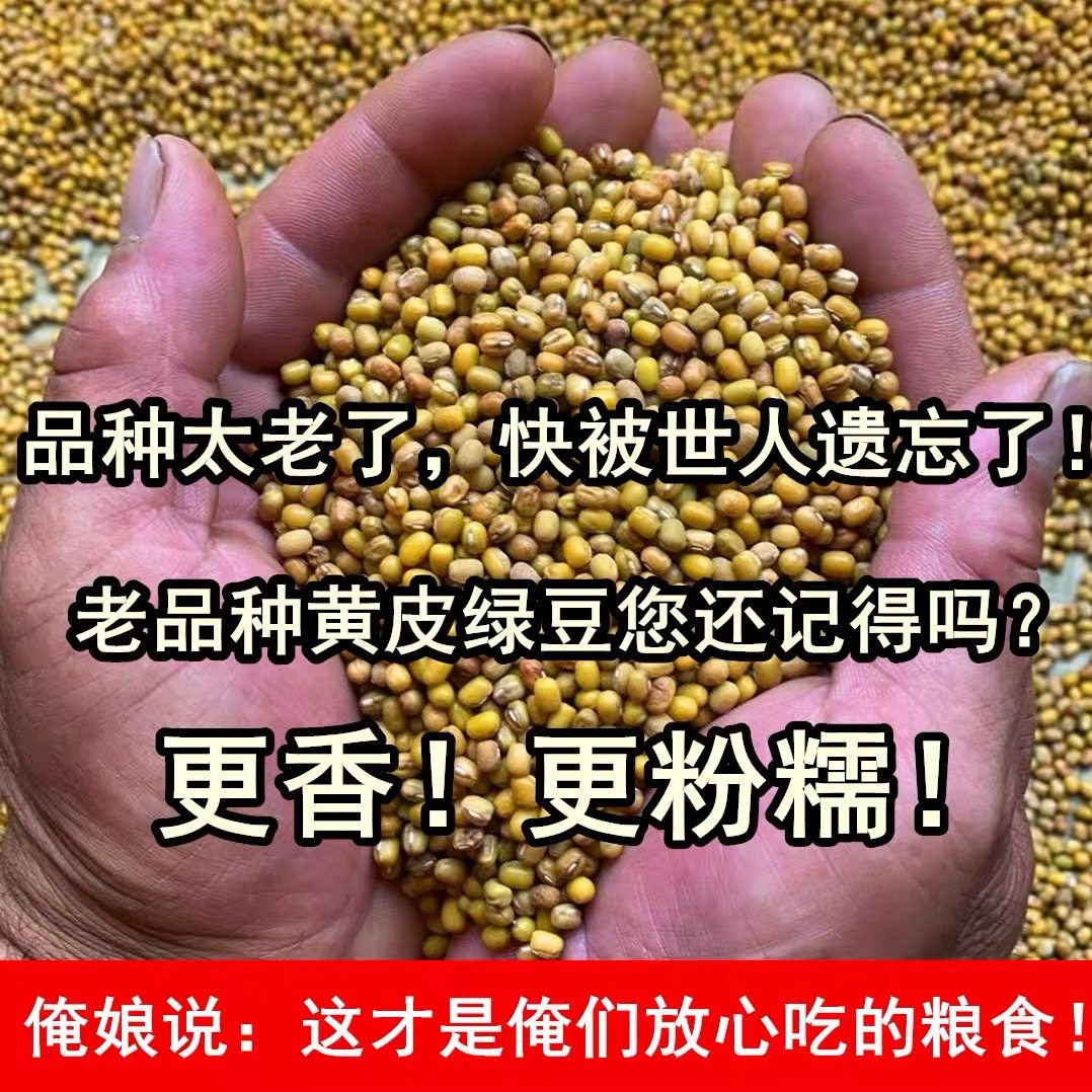 （老人坚持在种的老品种黄皮绿豆）农家老式土绿豆小颗粒黄壳绿豆