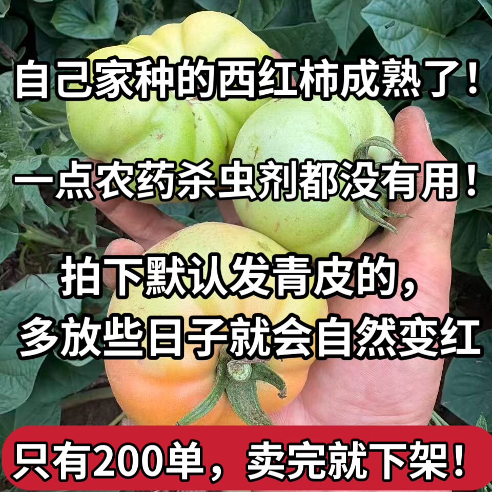 (现货只有200单,您别错过!)山西农家自种老品种西红柿绿番茄
