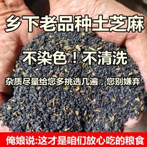 （老人坚持在种的老品种黑芝麻）山西农家自种生芝麻土芝麻不染色