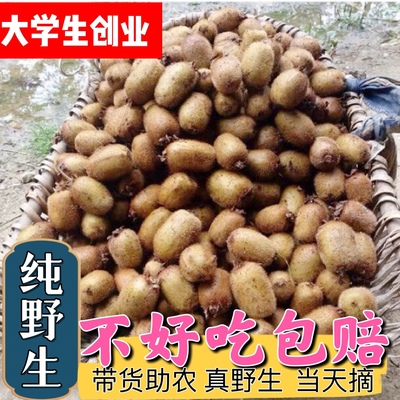 重庆现摘野生猕猴桃奇异果新鲜