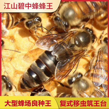 江山碧优质中蜂种蜂王浙江本地纯种高产阿坝双色新开产王非伏牛王