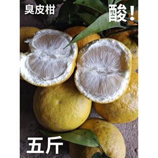 湖南泡柑臭皮柑新鲜孕妈黄皮酸苦水果包邮苦药柑枳壳抛柑泡酸柑子