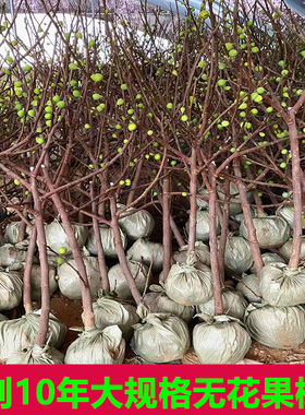 无花果树苗新品种四季特大波姬红果苗盆栽地栽南北方种植当年结果