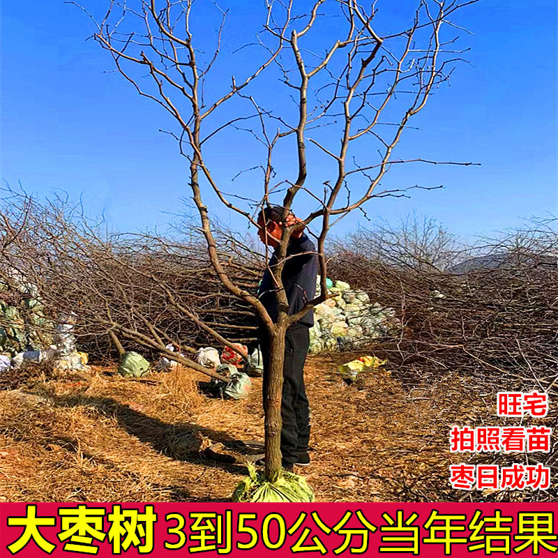 特大枣树苗沾化冬枣龙须大枣树盆栽地栽南方北方庭院种植当年结果
