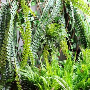 仿真绿植植物蕨类蕨草热带雨林植物波斯草植物墙仿真蕨叶景观排草