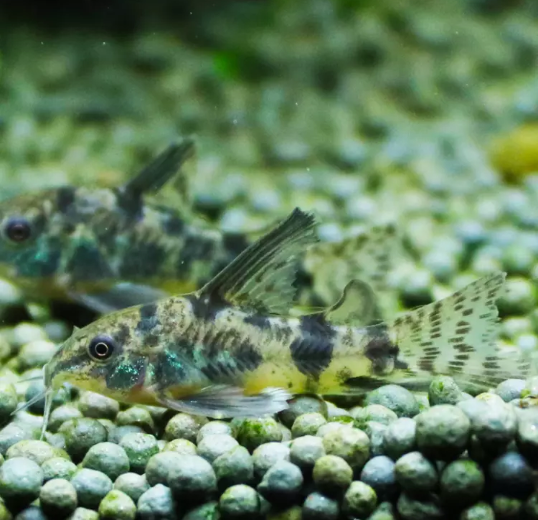 七夕水族花椒鼠鱼工具鱼除底缸观赏鱼热带鱼草缸造景活体鱼可混养