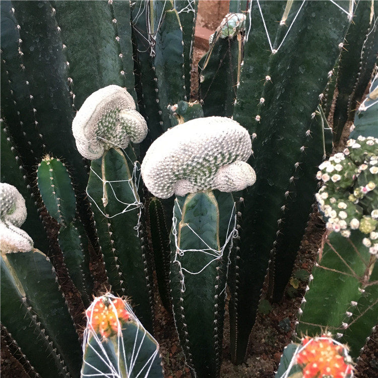 小人帽缀化  仙人球  秘鲁苹果嫁接 Epithelantha bokei 一物一拍