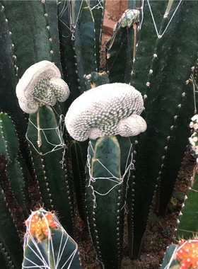 小人帽缀化  仙人球  秘鲁苹果嫁接 Epithelantha bokei 一物一拍