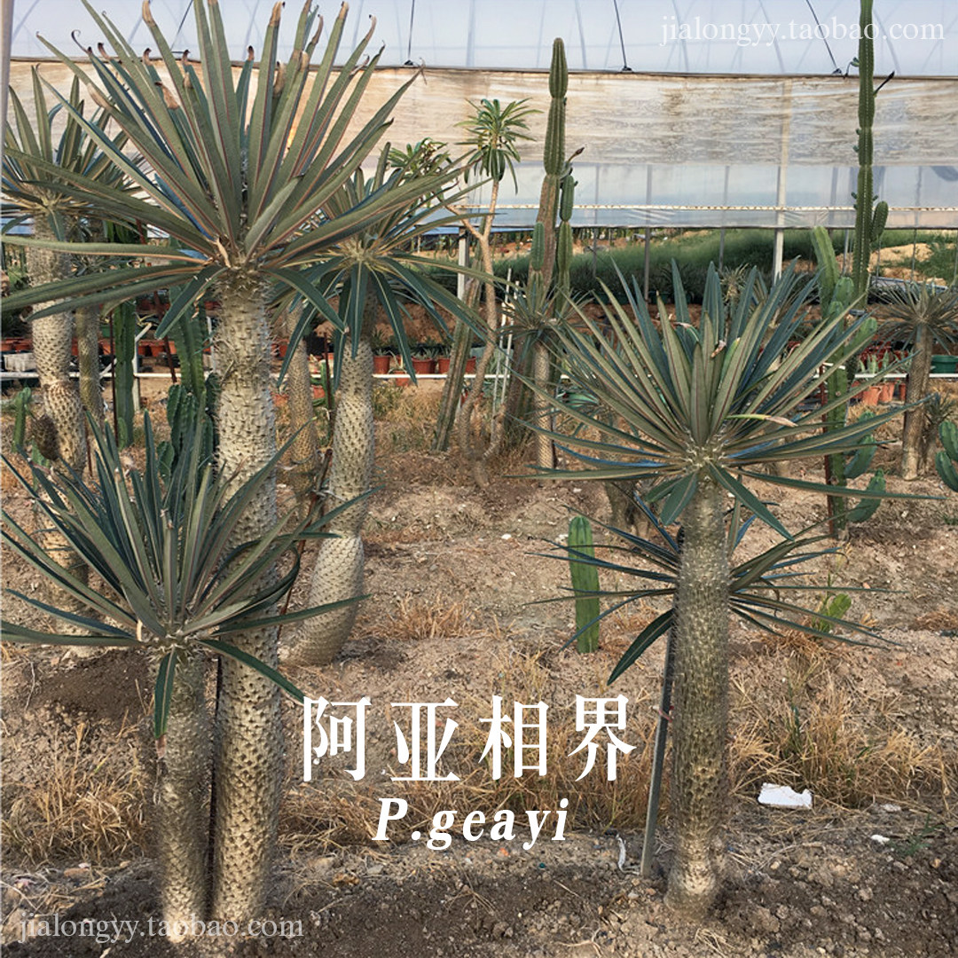 亚阿相界  夹竹桃科棒槌树属 阿亚相界 块根多肉 不是非洲霸王树