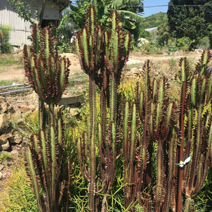 大戟科多头群生红龙骨绿龙骨 龙骨柱庭院 INS绿植摆饰 柱状仙人柱