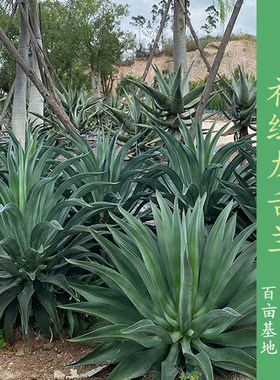 初绿狐尾龙舌兰大型景观
