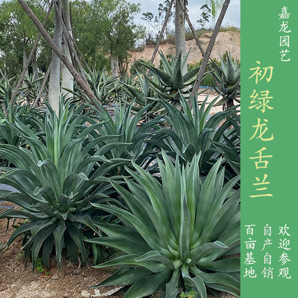 初绿 狐尾龙舌兰大型景观翠绿龙舌兰 室内外沙漠景园多肉植物造景