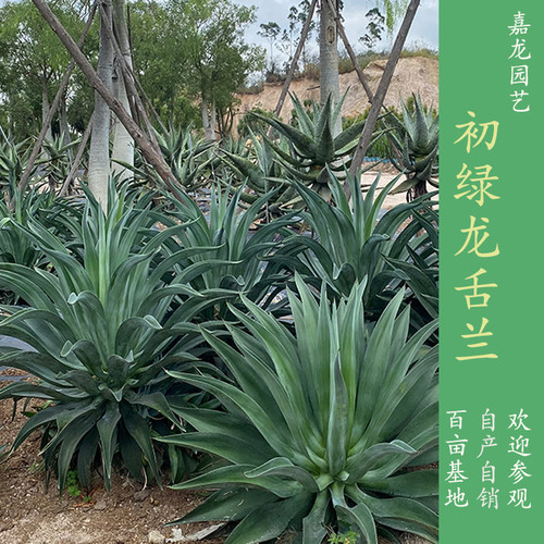 初绿狐尾龙舌兰大型景观