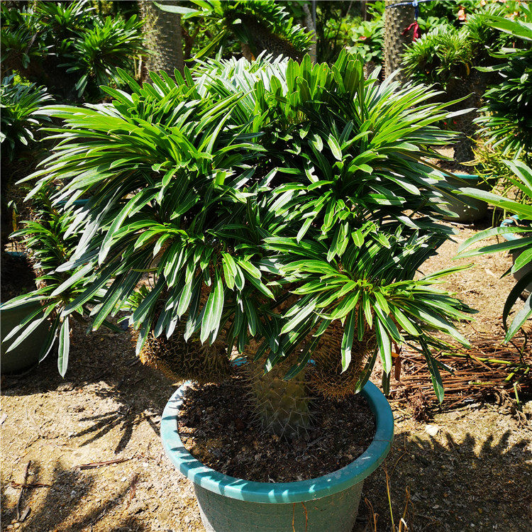非洲 霸王树缀化 沙漠植物仙人掌 科普园 夹竹桃科棒棰树属植物