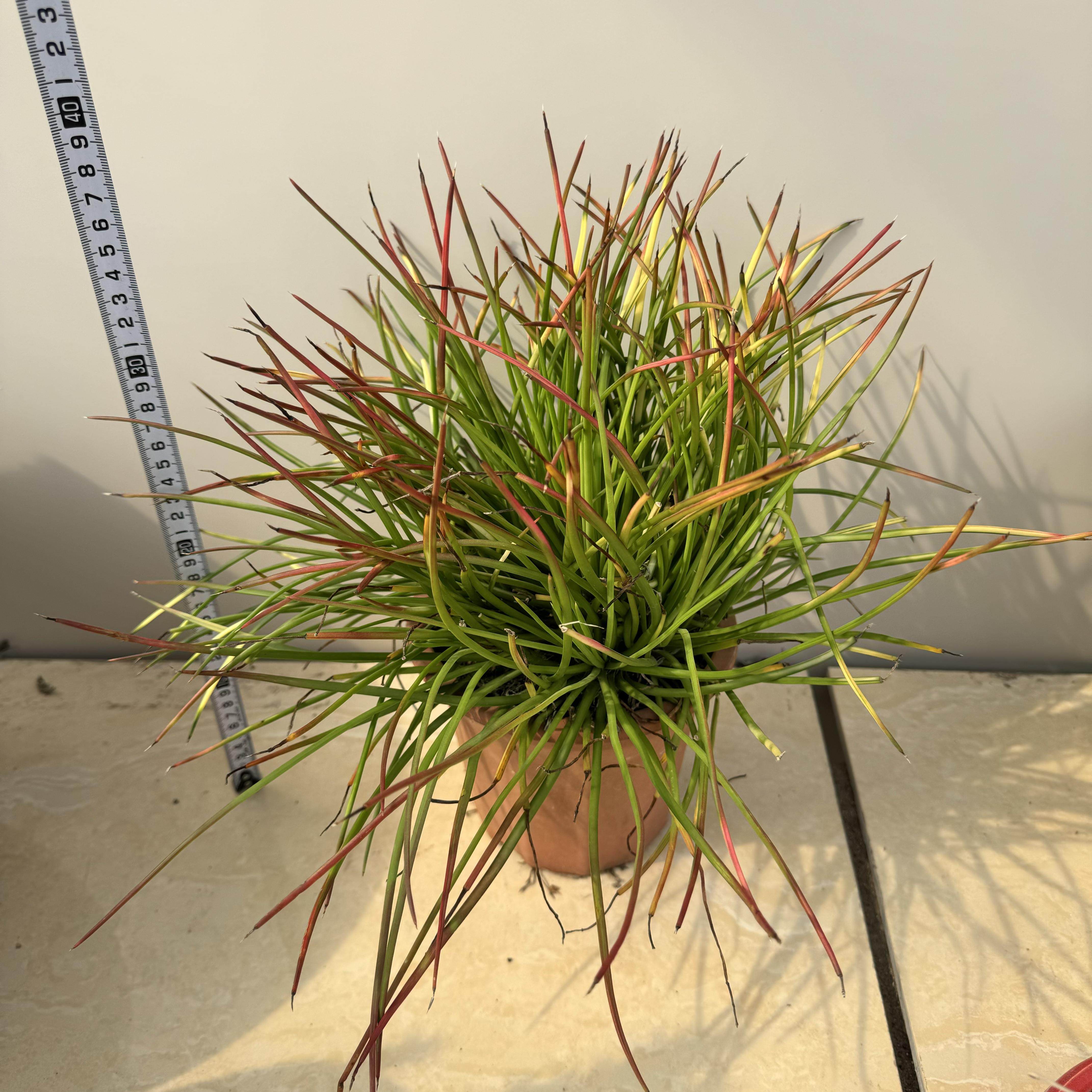 红吹上龙舌兰Agave stricta 'Rubra' 季节锦多肉植物景观造景盆栽
