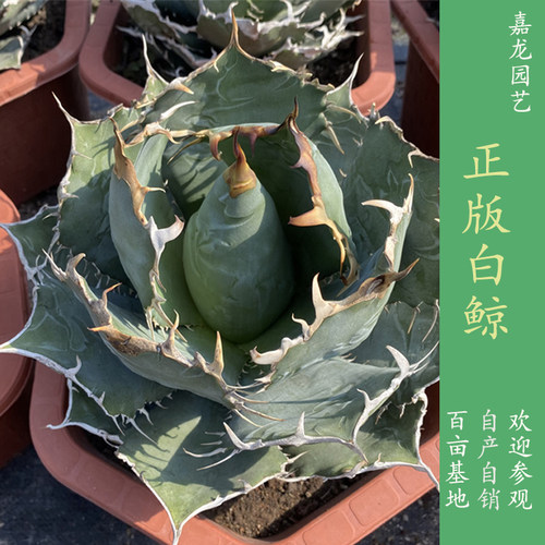 室内室外容易正版白鲸龙舌兰