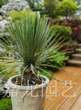 稻草人 鸟喙丝兰 龙舌兰科蓝长序丝兰属庭院景观植物蓝龙无刺草树