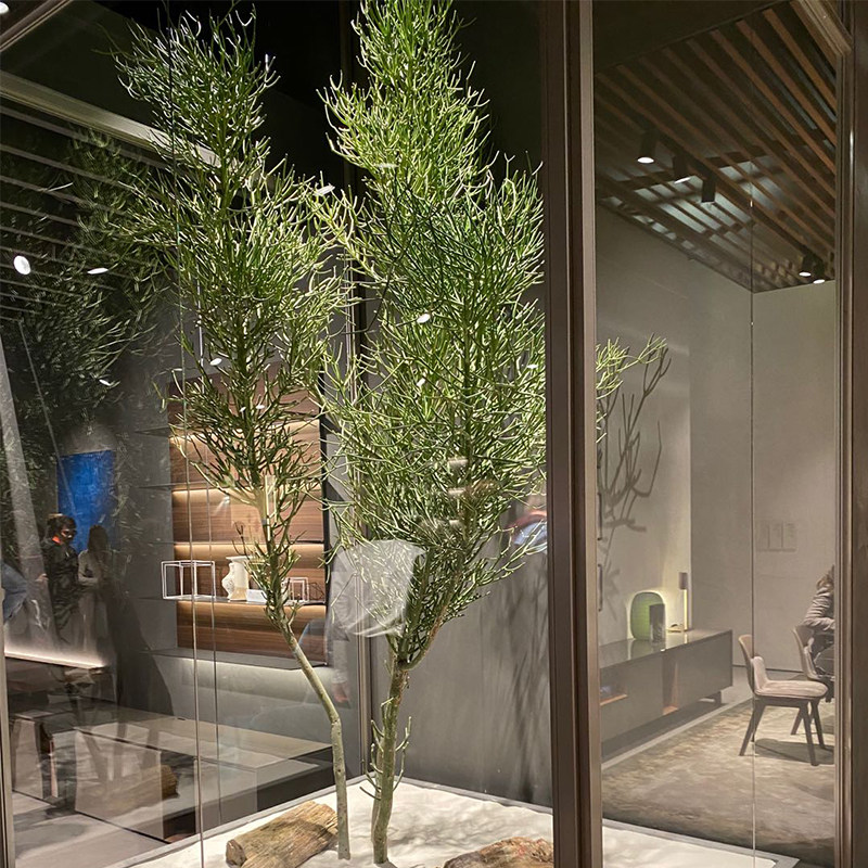 光棍树 大戟科 沙漠生植物特色绿化绿玉树神仙棒多肉植物 庭院造