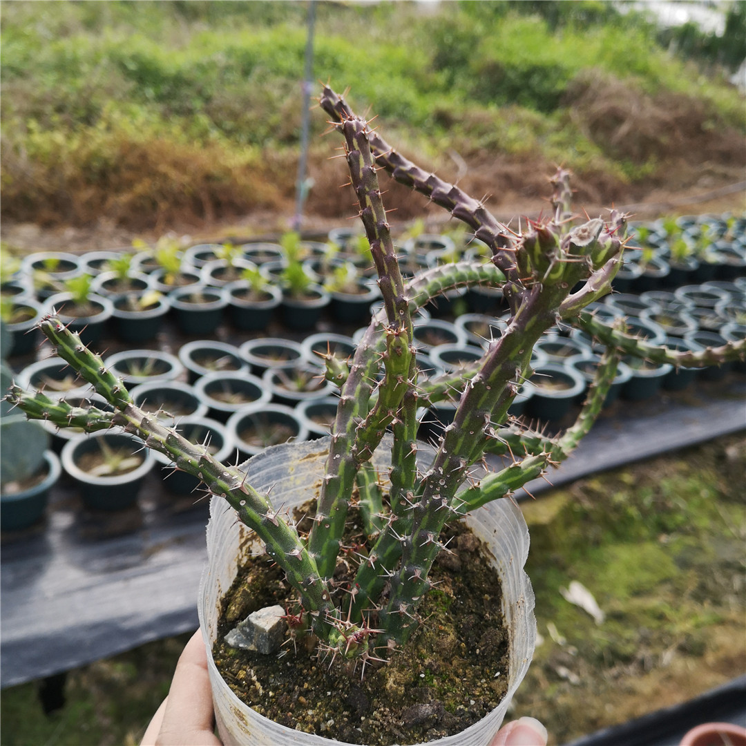 小纹大戟 多肉植物  大戟科大戟属 euphorbia dichroa 仙人掌绿植