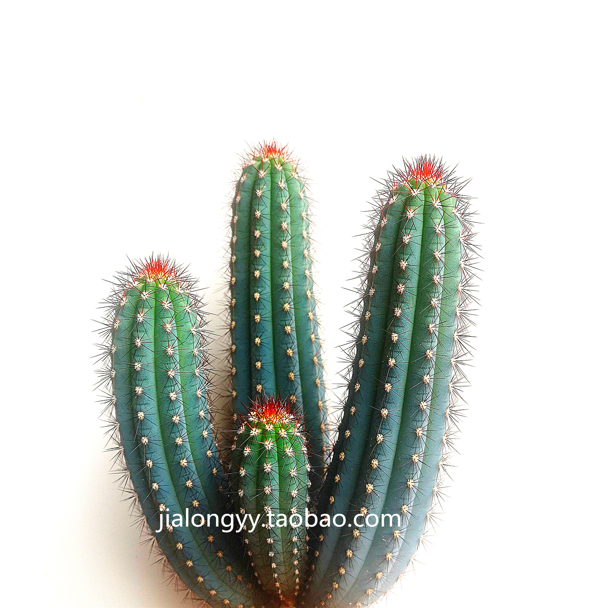 实生蓝棱柱仙人柱蓝林柱荒漠植物 蓝色鸡腿进口播种苗蓝凌柱缀化