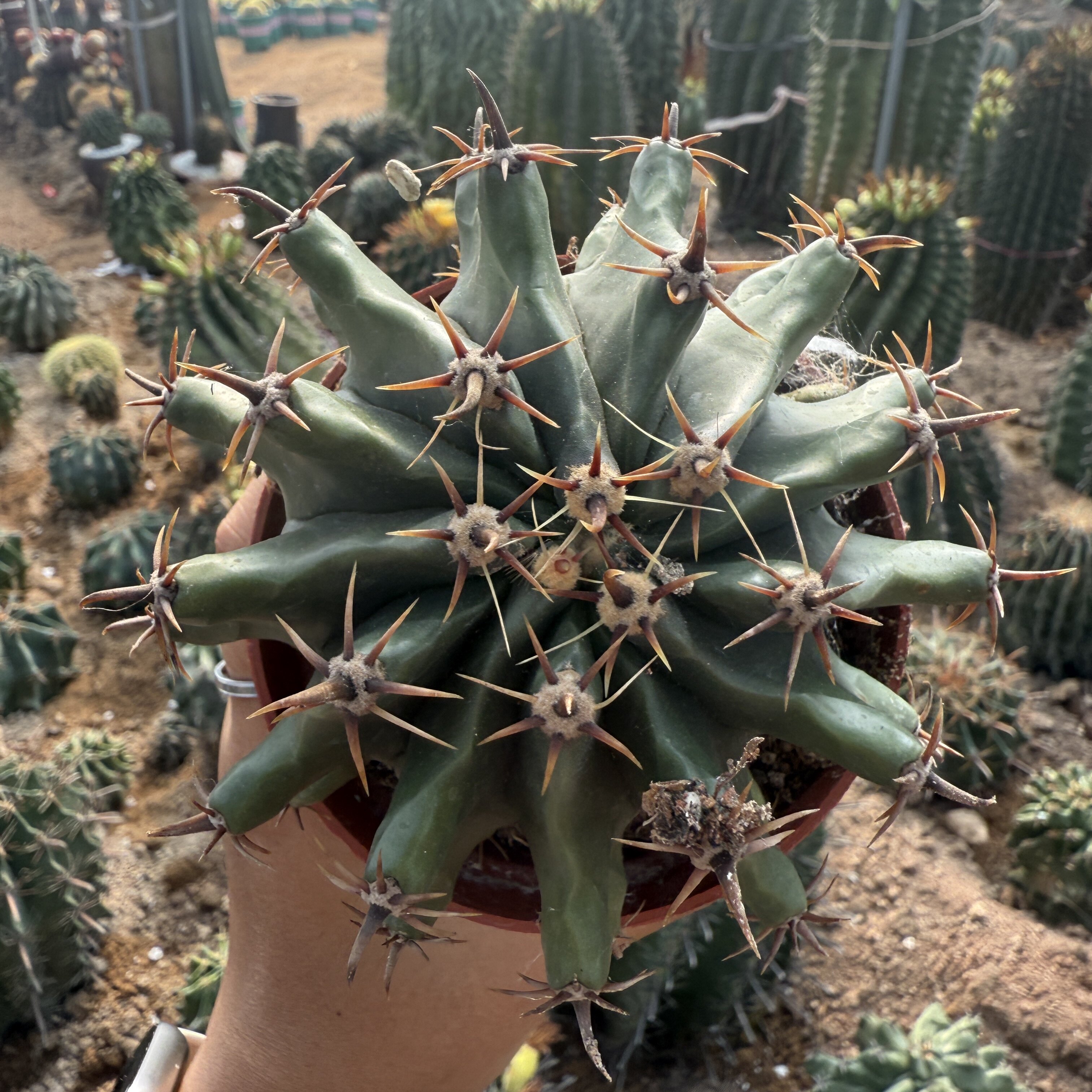 短刺巨鹫玉旱季绿植室内四季