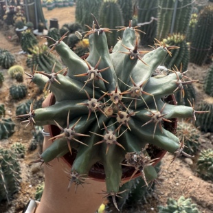 短刺巨鹫玉Shackea tsarchive旱季绿植室内四季仙人球