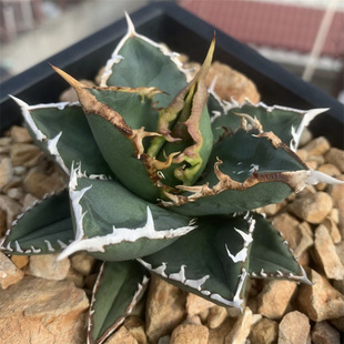 狼人龙舌兰仁王冠 Agave titanota werewolf 小白鲸蓝鲸黑火多肉