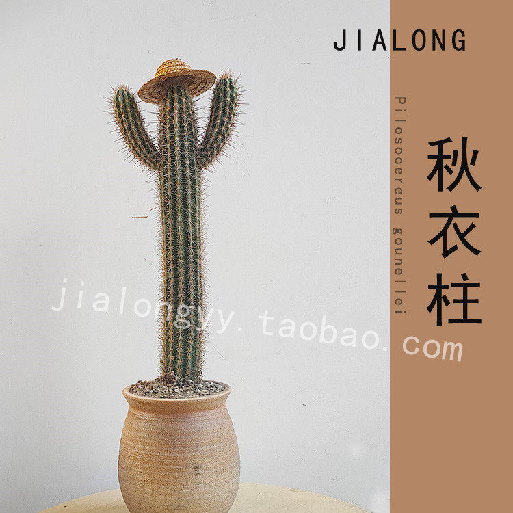 沙漠植物秋衣柱仙人柱室内外盆栽花卉绿植春青衣柱景观柱子分叉