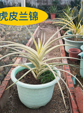 泰国进口虎皮兰锦虎尾兰锦盆栽威力狐狸尾巴细叶五四香蕉锦竹叶锦