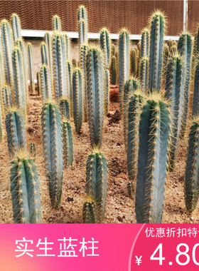 实生金青阁蓝衣柱仙人柱 蓝柱 沙生植物10-40cm 仙人掌 蓝色柱子