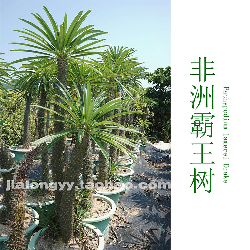 非洲霸王树 夹竹桃科棒槌树属 ins盆栽 店铺庭院绿植多头沙生植物